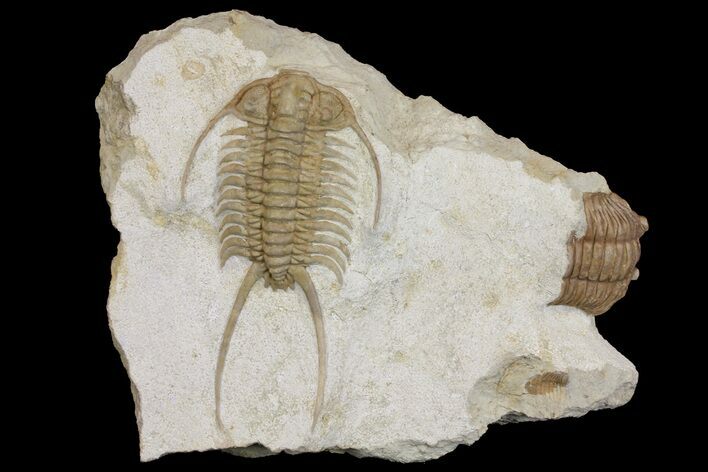 Paraceraurus Trilobite - Russia #165447